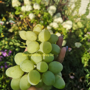 Виноград Джина