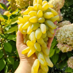 Виноград Голд фингер (Gold finger)