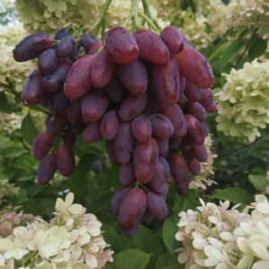 Виноград Гусар