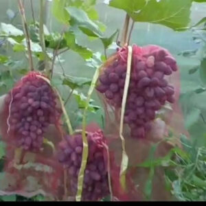 Виноград Изюминка