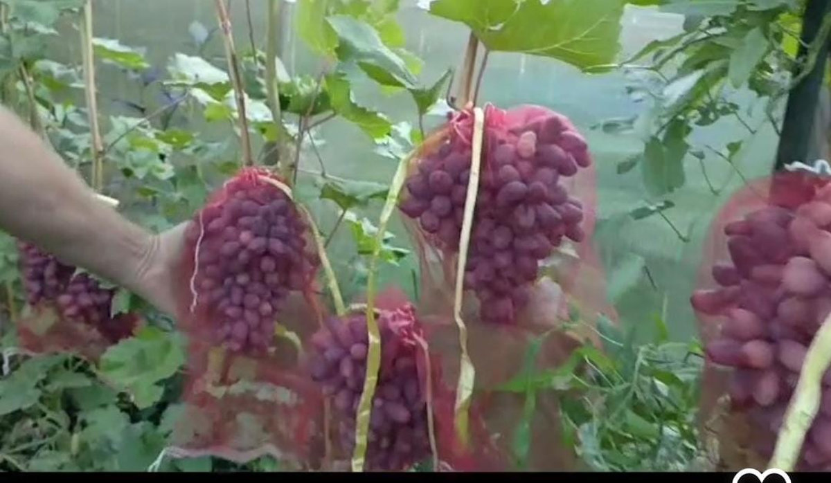 Виноград Изюминка