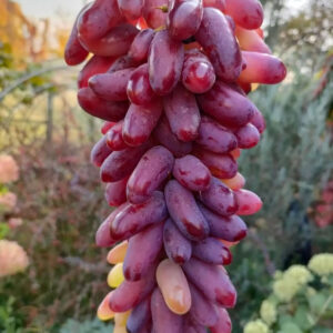 Виноград Карнавал (Павловского Е.Г.)