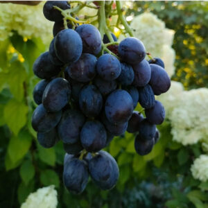 Кишмиш Брависсимо(Бурдака А.В.)