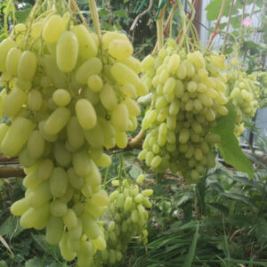 Кишмиш Гелиодор