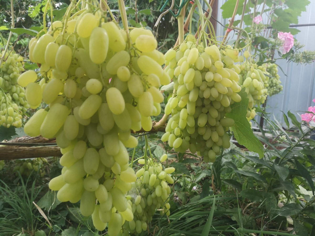 Кишмиш Гелиодор