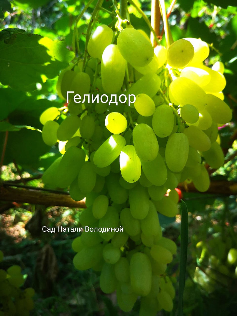 Кишмиш Гелиодор