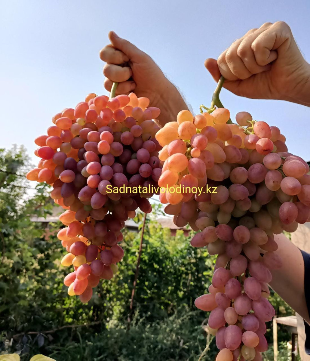 Виноград Кишмиш Лучистый