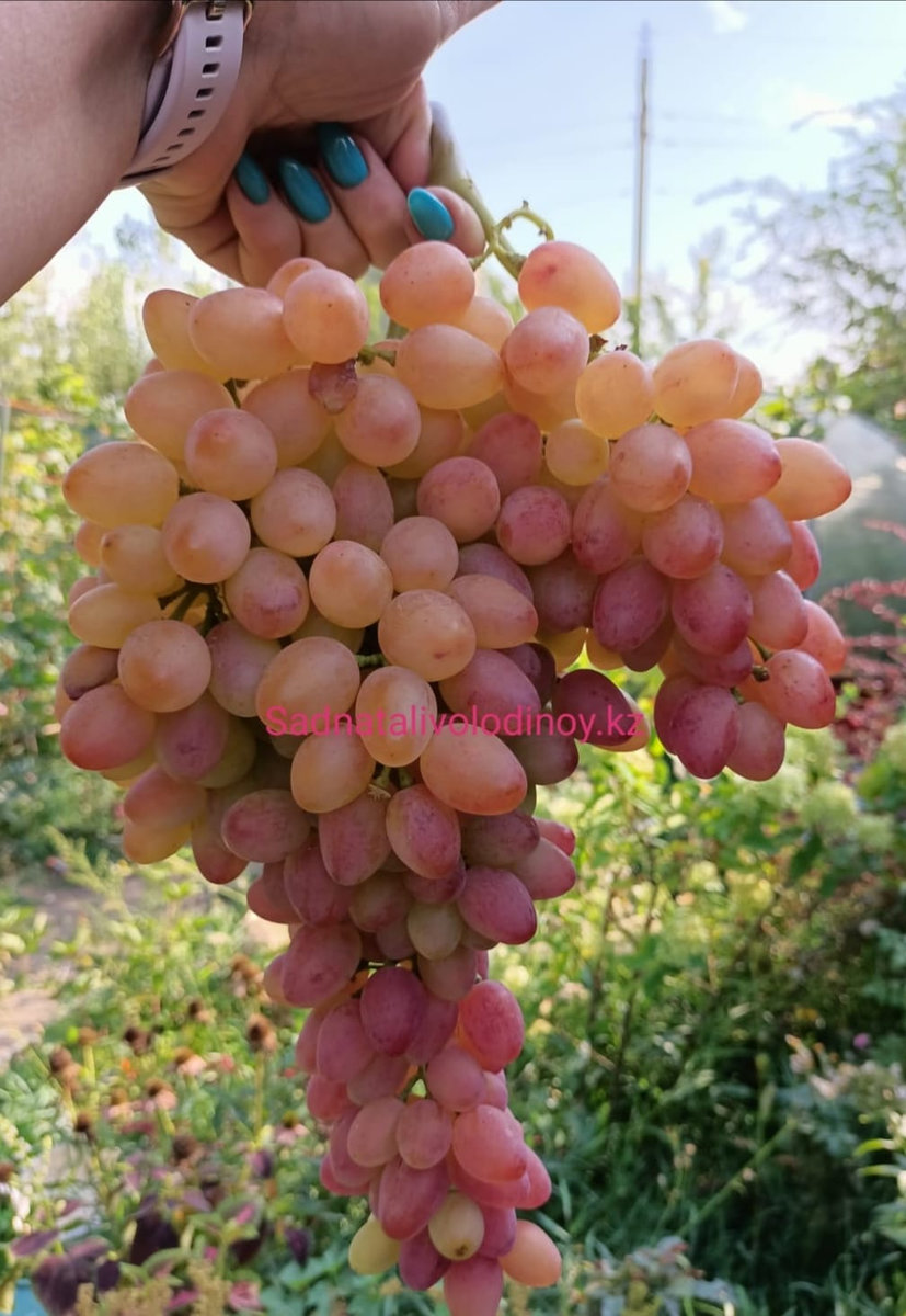 Виноград Кишмиш Лучистый