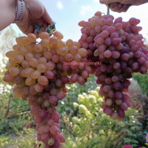 Виноград Кишмиш Лучистый