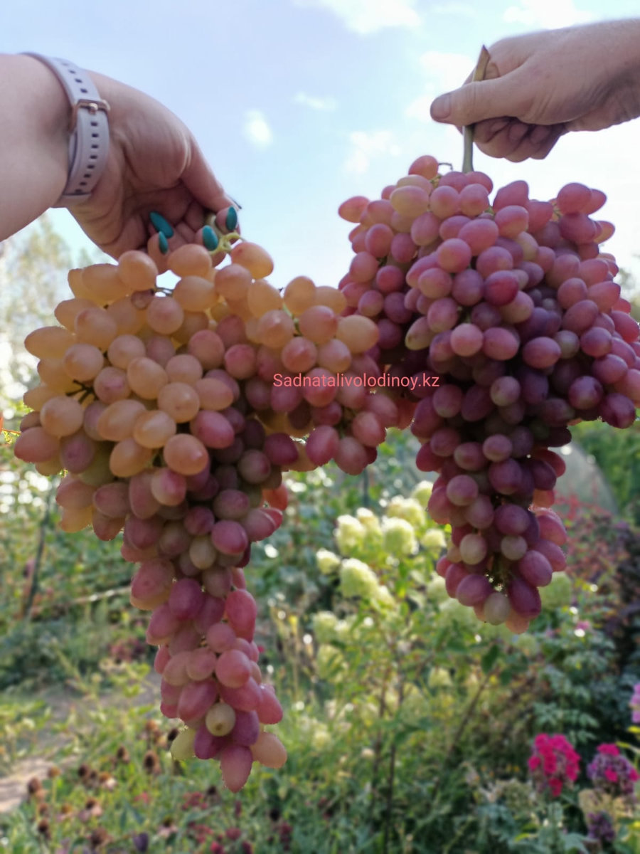 Виноград Кишмиш Лучистый