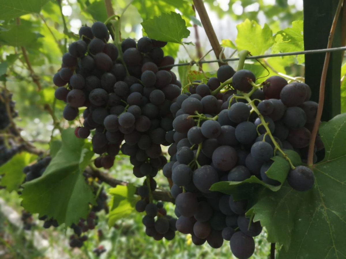 Кишмиш Молдавский