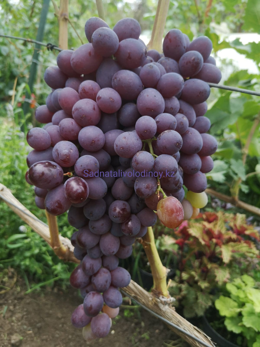 Кишмиш Молдавский