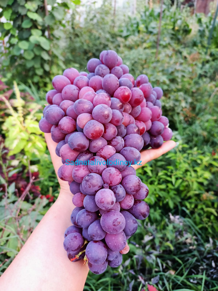 Кишмиш Молдавский