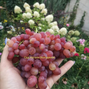 Виноград Кишмиш Велес (Загорулько В.В)