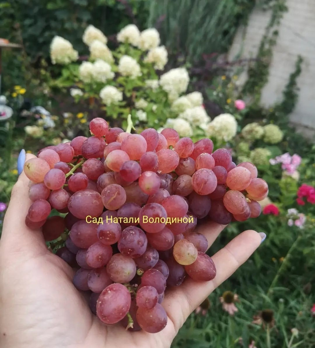 Виноград Кишмиш Велес (Загорулько В.В)