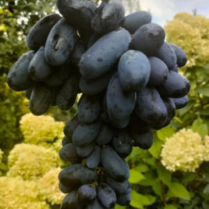 Виноград Натали (Калугина В.М.)