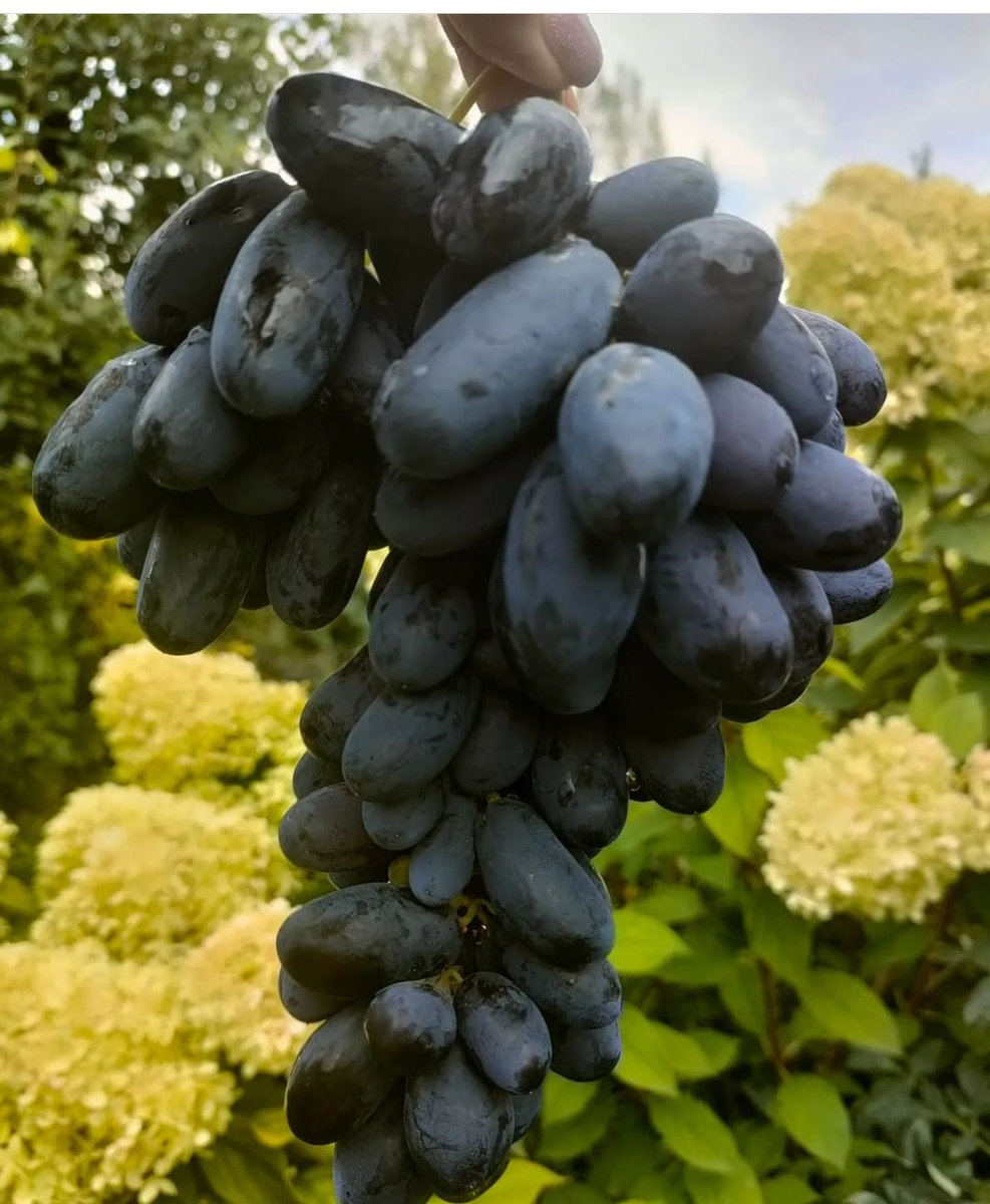 Виноград Натали (Калугина В.М.)