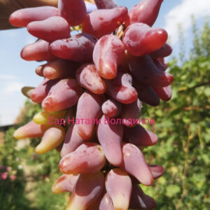 Виноград Оскар