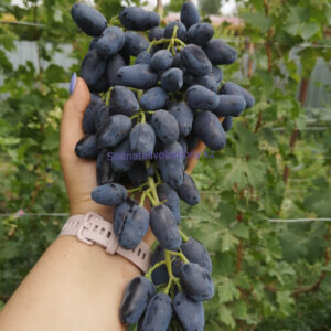 Виноград Памяти Дженеева (Академик)