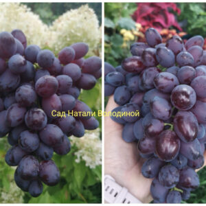 Виноград Памяти Учителя