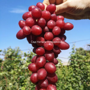 Виноград Пёстрый