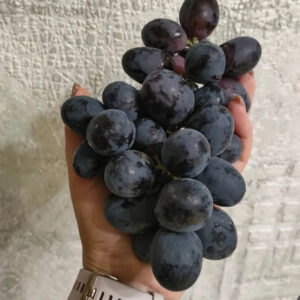 Виноград Посланник (Калугина В.М.)