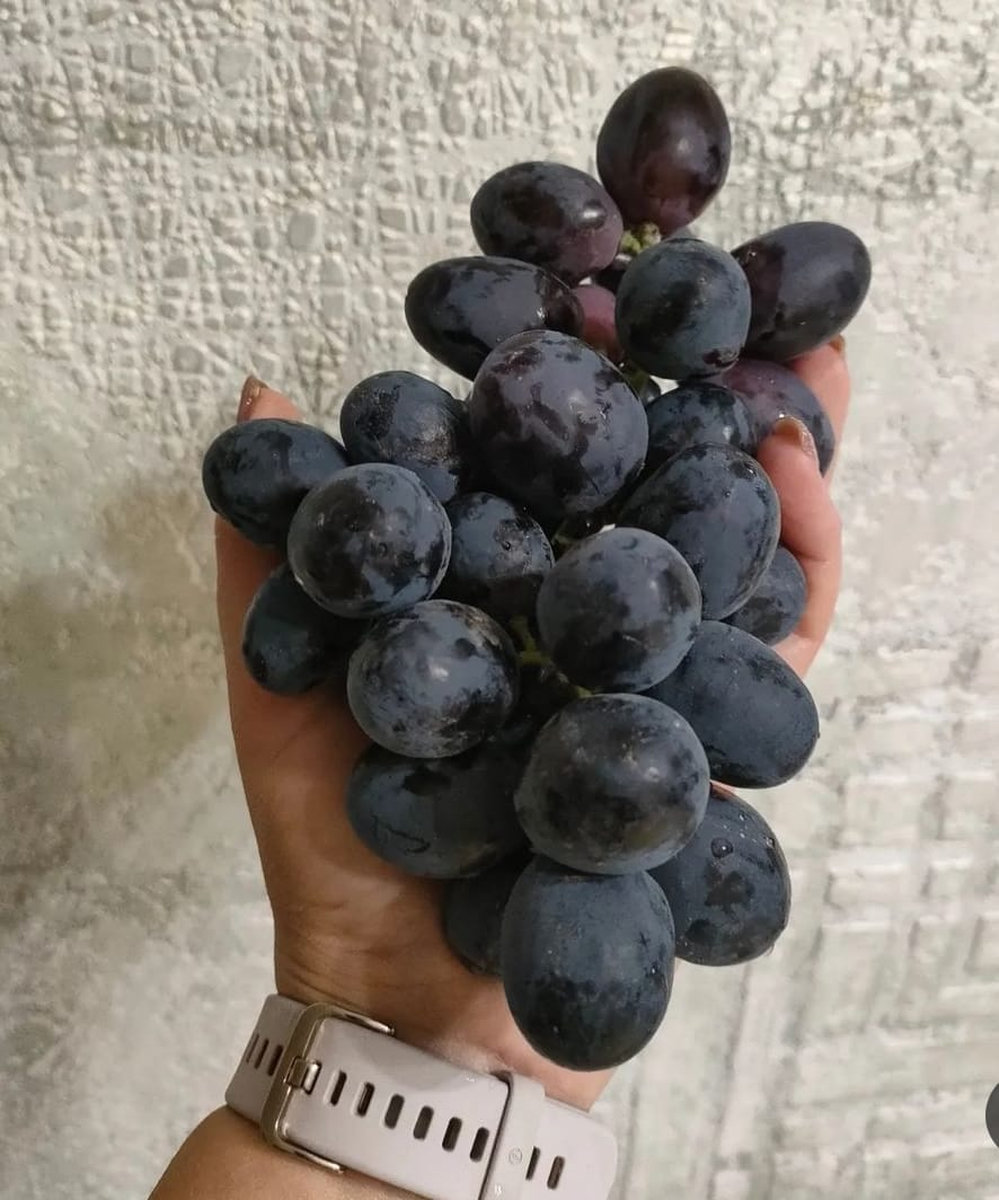 Виноград Посланник (Калугина В.М.)