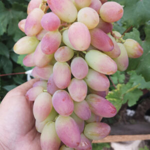 Виноград Преображение