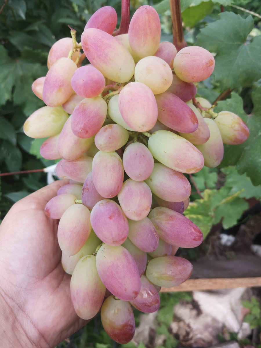 Виноград Преображение