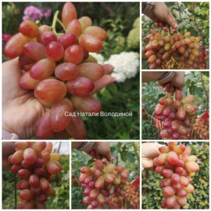 Виноград Роза ранняя