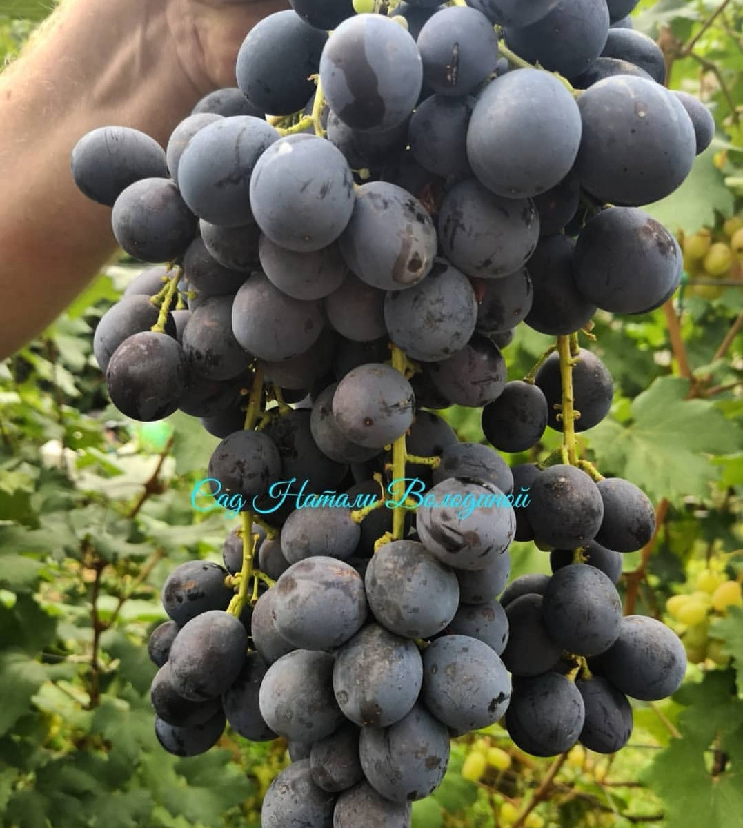 Виноград Страшенский