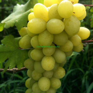 Виноград Валек