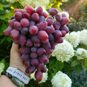 Виноград Велюр (Криули С.И.)