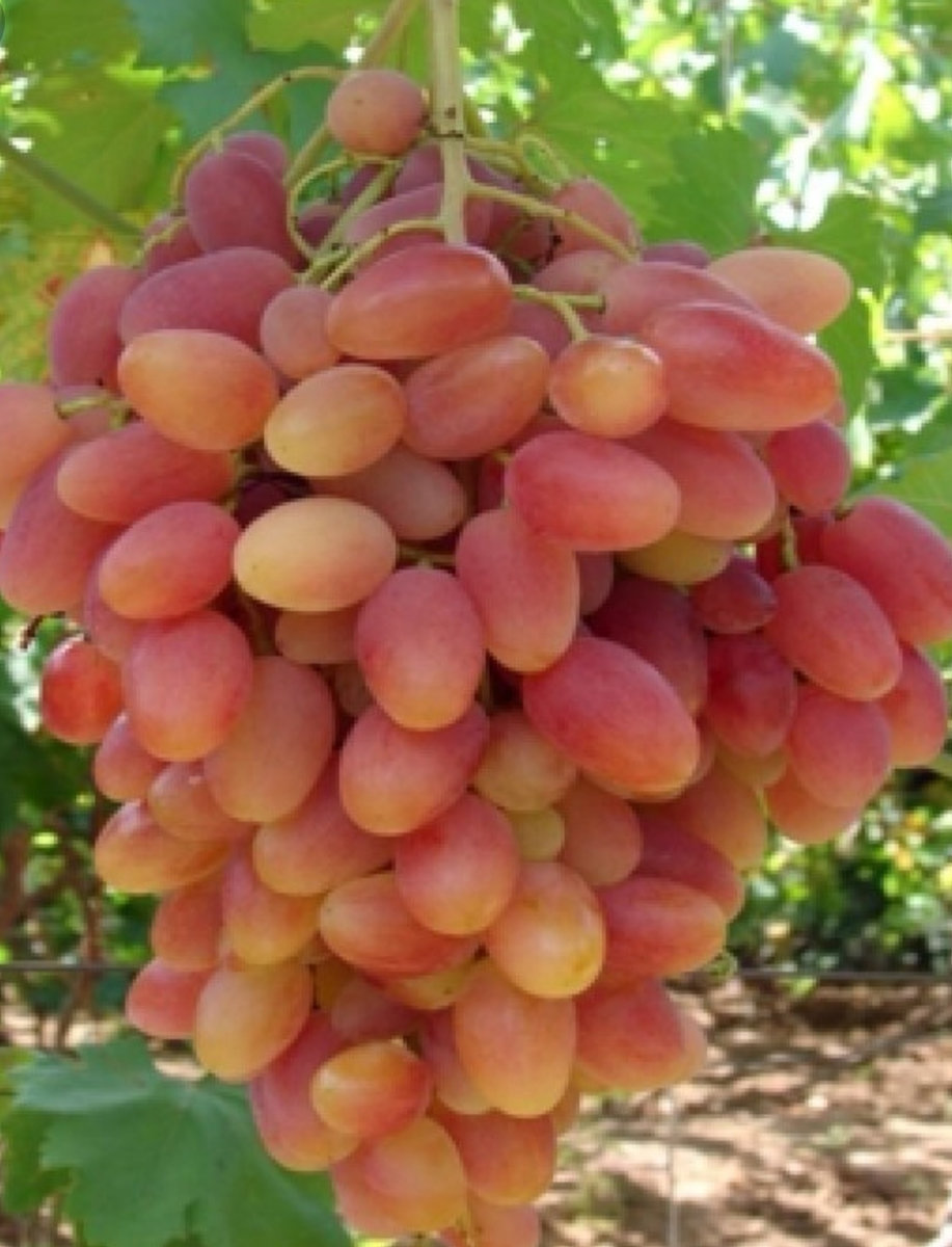 Виноград Юбилей Новочеркасска