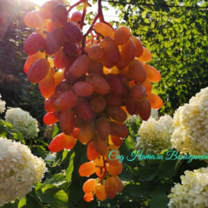 Виноград Юбилей Новочеркасска