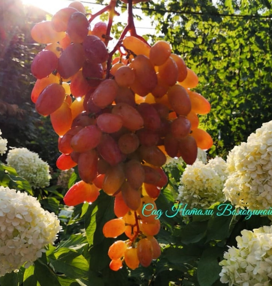 Виноград Юбилей Новочеркасска