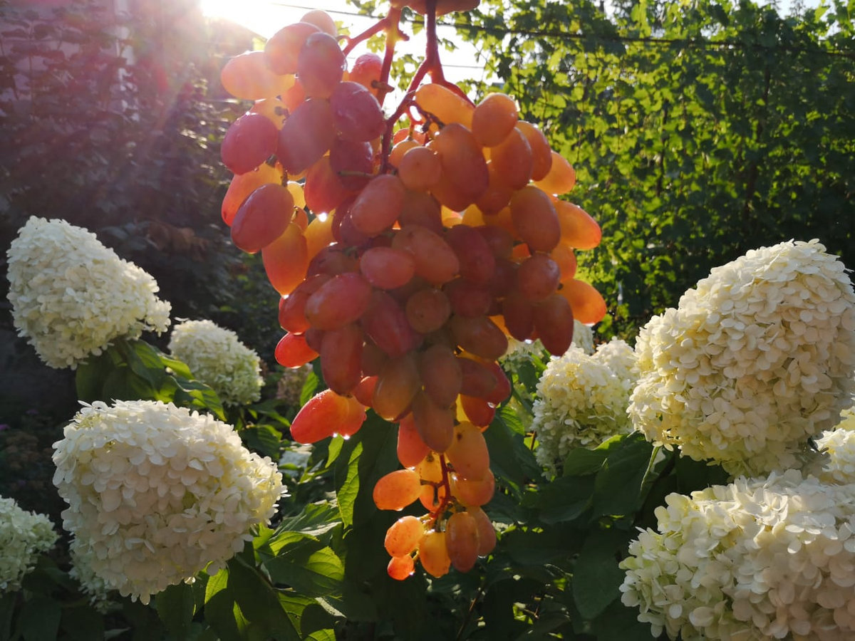 Виноград Юбилей Новочеркасска