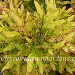 Колеус Mint mocha