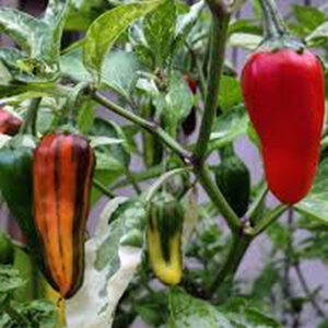 перец острый Fish