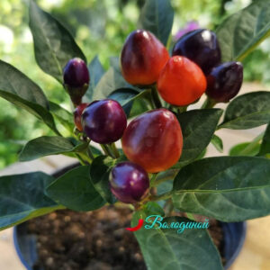 Перец острый Локо(Loco)