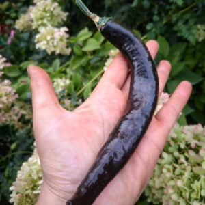 Перец острый Пасилья Баджио (Pasilla Bajio)