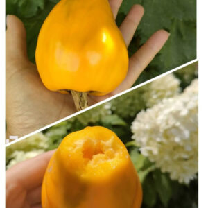 Перец сладкий Леся желтая