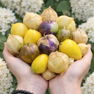 Семена других культур