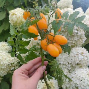 Томат Ампельмон ГОРШЕЧНЫЙ