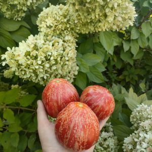 Томат Баранья сумка