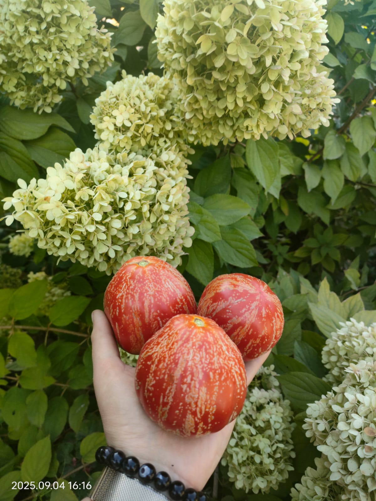 Томат Баранья сумка