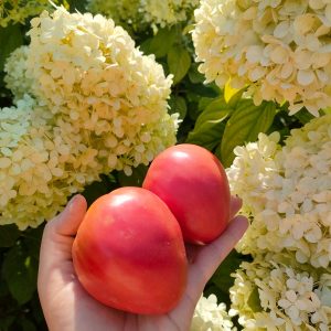 Томат Батяня