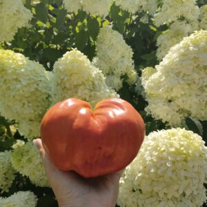 Томат Древнее сердце Акви Терме