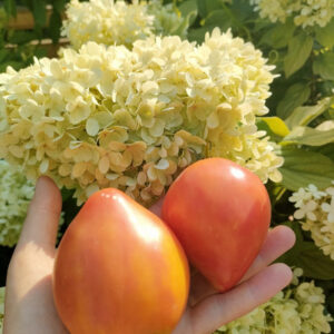 Томат Фокусник биколор (Казахстан,В.Алифиров)