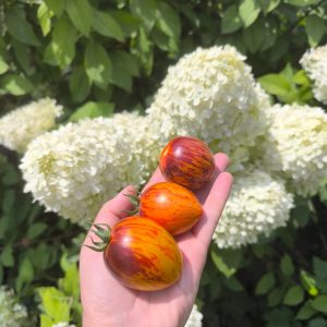 Томат Гаргамель